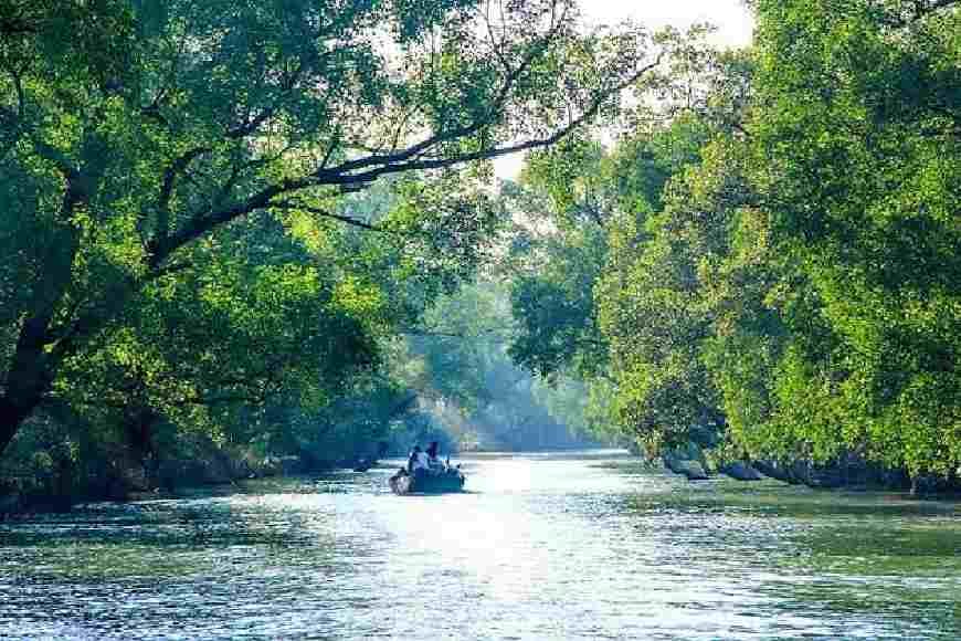  ‘MISHTI’ to save Sundarbans through planting and protecting Mangrove 